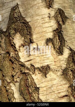 Silver birch bark close up Stock Photo