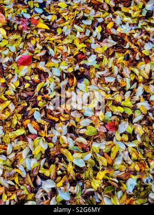 Many coloured small leaves filling the frame for a background. Stock Photo