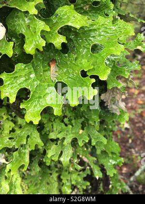 Lichen growing on tree trunk in Nova Scotia parklands Stock Photo