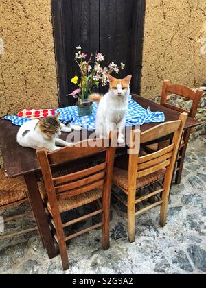 Old Village cats sat together on a table Stock Photo