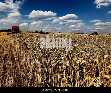 Combine Harvester Stock Photo