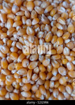 Corn kernels with a selective focus effect. Stock Photo