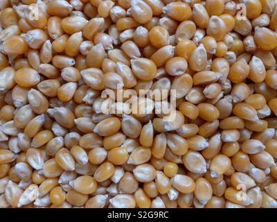 Corn kernels. Stock Photo