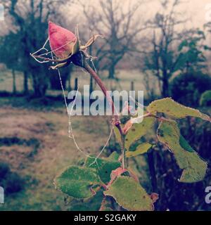 Frozen rose in the winter morning Stock Photo