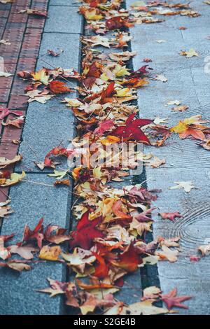 colorful leaves on the ground Stock Photo