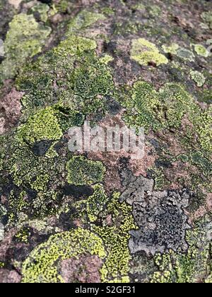 Green lichen on a rock Stock Photo