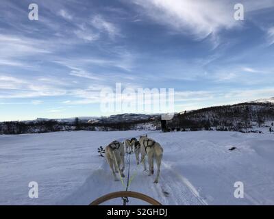 Dogsledding in Norwegian mountains Stock Photo