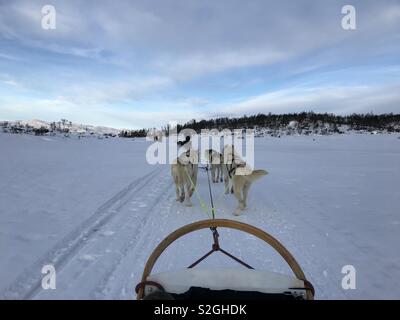 Dogsledding in Norwegian mountains Stock Photo