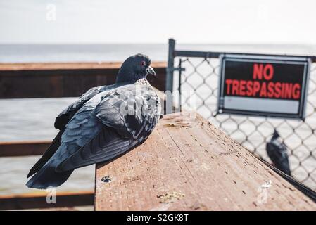 Pigeons and No Trespassing Sign Stock Photo