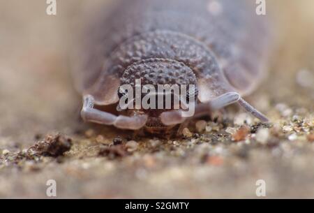 Woodlouse close up Stock Photo: 69243550 - Alamy