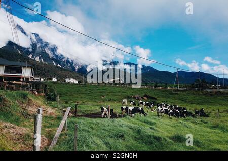 Kundasang Dairy Farm Stock Photo