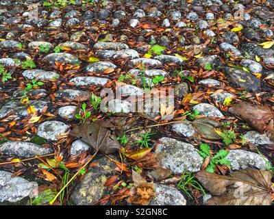 Late autumn wet fallen leaves on cobblestone path in Ireland September 2018 Stock Photo
