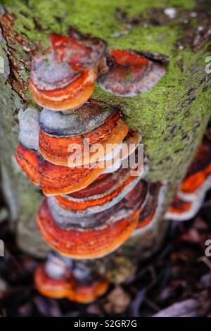 Fomitopsis pinicola, the red-banded bracket fungus, growing on alder. Rarely recorded in the U.K., with just 50 records on the national database. Milton Keynes, Buckinghamshire. Stock Photo