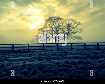 Low winter sun setting behind a leafless tree silhouette Stock Photo