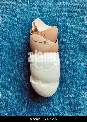 Brown and white broken eggshells composed on a blue background. Stock Photo