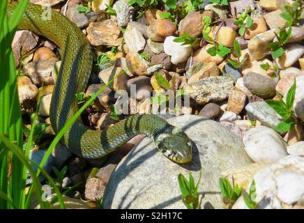 a green grass snake meanders over the stones warmed by the sun on the shore of a garden pond Stock Photo