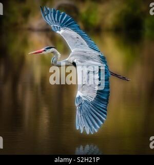 Grey Heron (Ardea cinerea) flying close the surface of the water, taken at the Nthandanyathi Hide, Lower Sabie Kruger National Park, South Africa Stock Photo