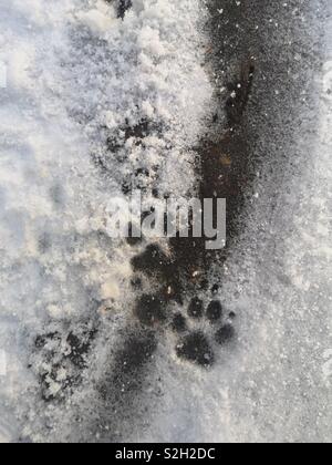 Dog footprints in the snow Stock Photo