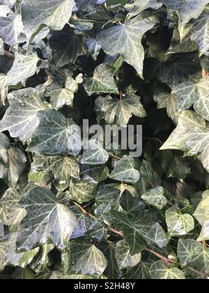 Ivy - Hedera Helix Stock Photo