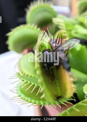 Caught in a Venus fly trap Stock Photo