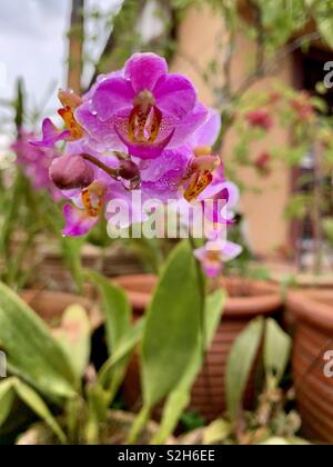 Phalaenopsis Aphrodite (Moth Orchid) Stock Photo