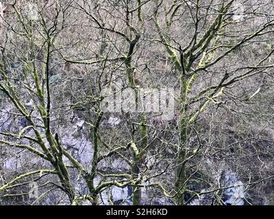 Winter trees covered in green moss in Peak District UK Stock Photo