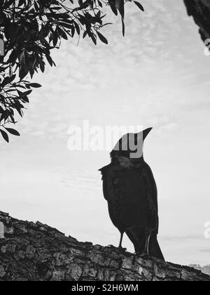 Silhouette of a crow sitting on a branch framed by leaves and tree. Spooky Halloween in California. Black and white. Stock Photo