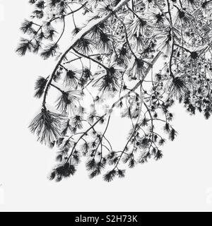 Pine tree branches under snow Stock Photo