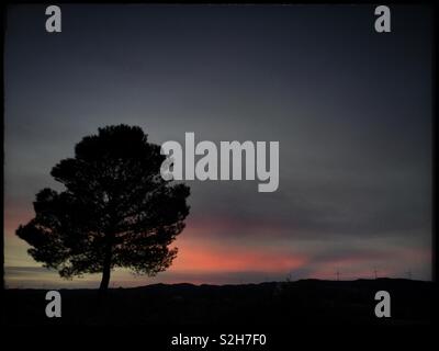 A pine tree at sunset, Ribera d’Ebre, Catalonia, Spain. Stock Photo