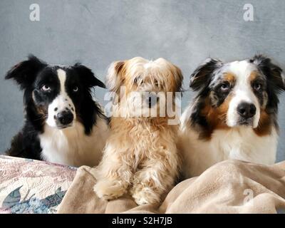 Pet portrait of a black tri Australian Shepherd, an Aussiedoodle, and a blue Merle Australian Shepherd. Stock Photo