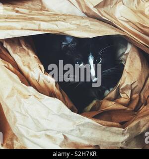 Black cat hiding in brown packing paper Stock Photo