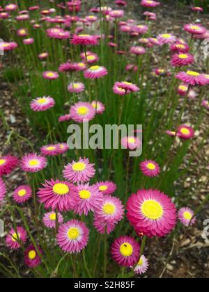 Paper daisies blooming in Australian garden Stock Photo