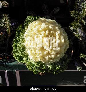 Ornamental white kale in the sun Stock Photo