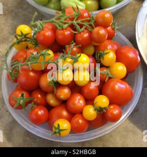Bowl of vine ripened red and yellow tomatoes. Stock Photo