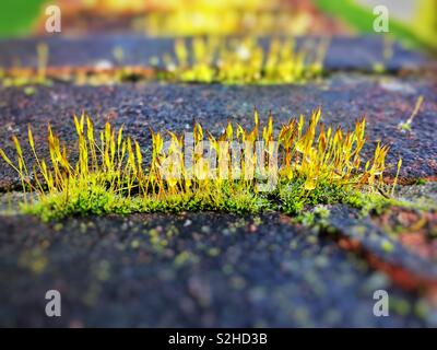 Moss growing on the grout in an old brick wall Stock Photo