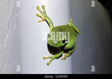Green tree frog on a grey wall Stock Photo