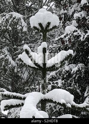 The tip top of a Monkey Puzzle Tree - snowed under. Appears to be holding the snow. Stock Photo