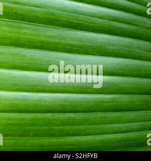 Full frame close up on banana leaf Stock Photo