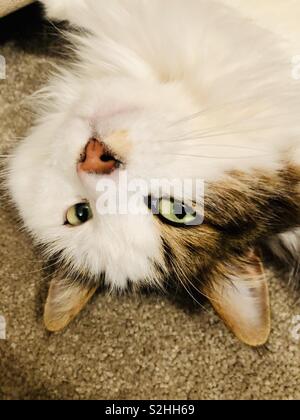 Upside down cat Stock Photo