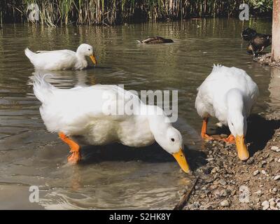 Heavy white Pekin Ducks searching for food in shallow water Stock Photo