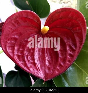 Anthurium plant in a square frame Stock Photo