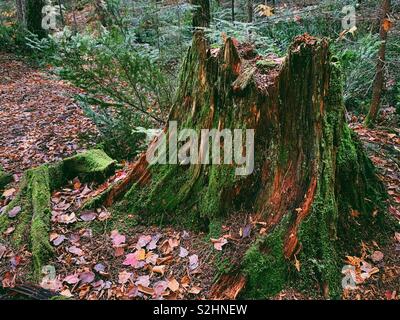Moss covered tree stump amid ferns and fallen leaves on forest floor Stock Photo