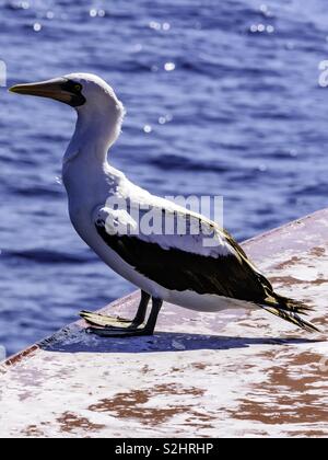 Seagull resting on a ship’s bow Stock Photo