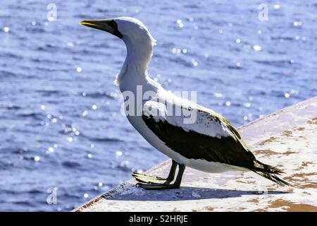 Seagull resting on a ship’s bow Stock Photo