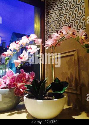 Pink Orchid in a pot on a shelf at a window on display in a restaurant in Cork Ireland Stock Photo