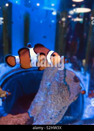 Clown fish swimming inside tank in Aquarium Stock Photo