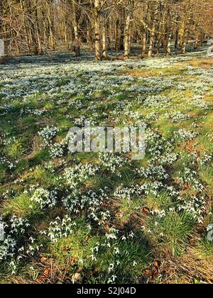 Snowdrops in sunshine Stock Photo