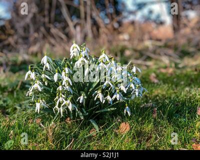 Snowdrops in bloom later February 2019 UK Stock Photo