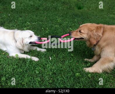 golden retriever tug of war