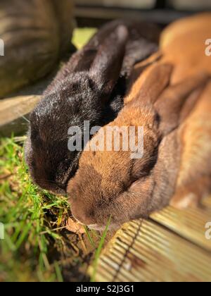 Two domesticated pet rabbits sleeping in the sunshine. Stock Photo